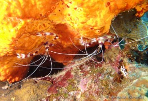 Malendure - îlet Pigeon